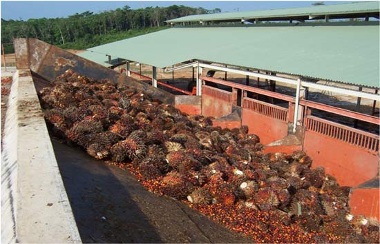 palm-oil-processing-plant.jpg