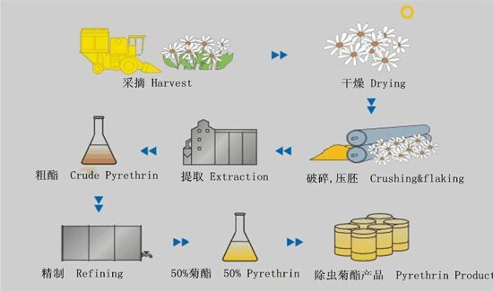 pyrethrum-process.jpg