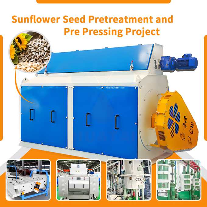 Which Sunflower Seeds are best for Oil Extraction?